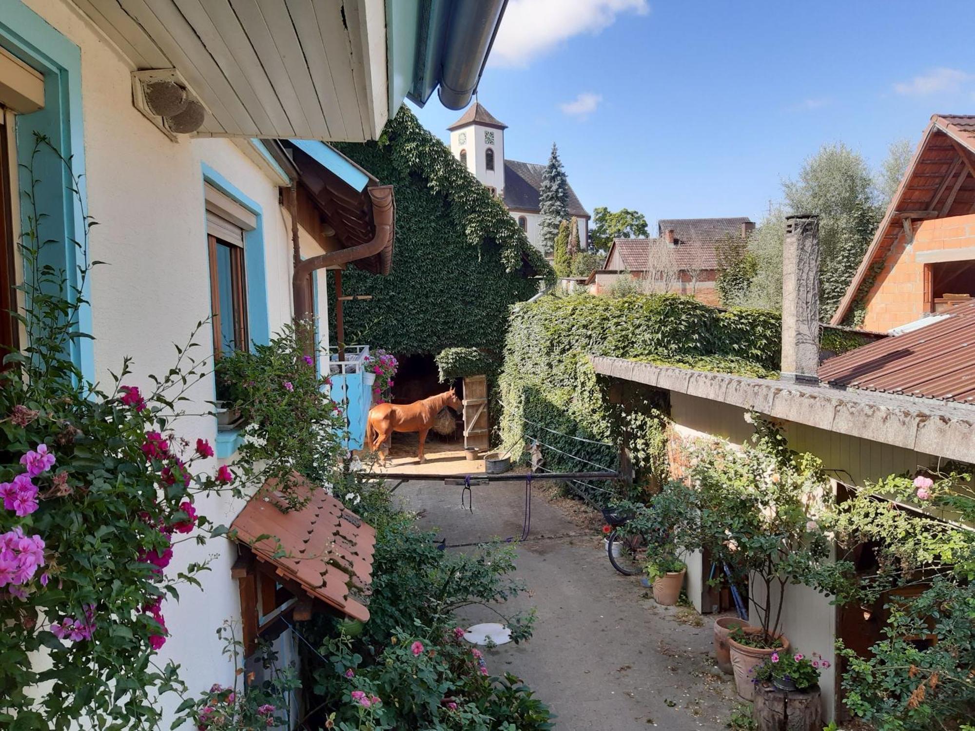 Apartament Rosenhof Broggingen Herbolzheim Zewnętrze zdjęcie